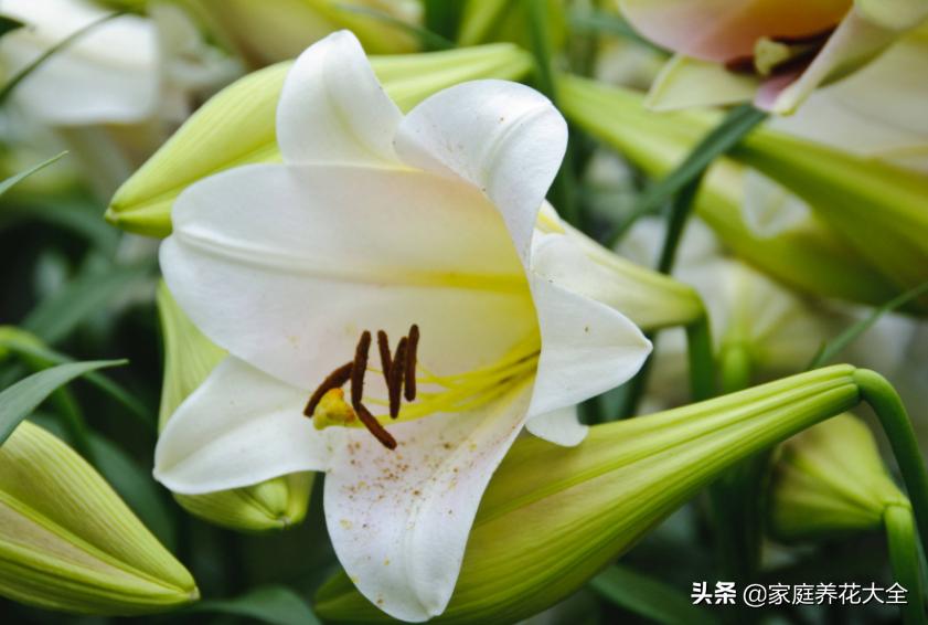 新手种花最怕什么,新手种植什么百合最好