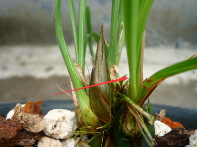 新上盆的兰花要套袋吗,兰花花芽分化期为什么要摘掉新芽