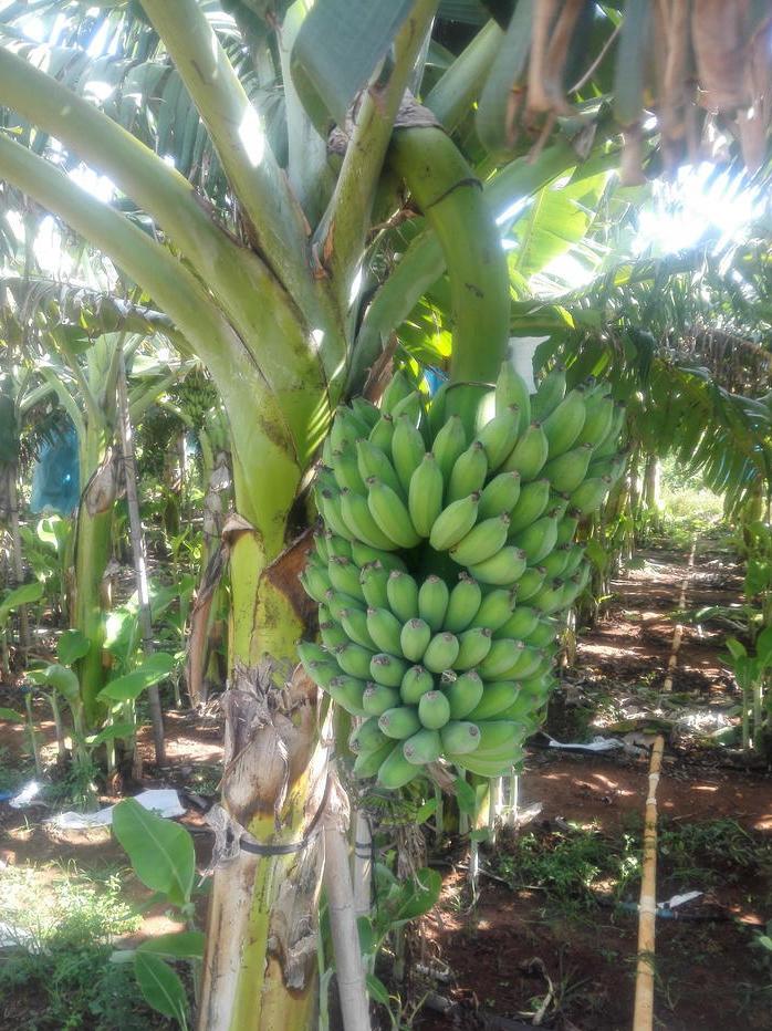 10种果子图片大全,100种果子介绍