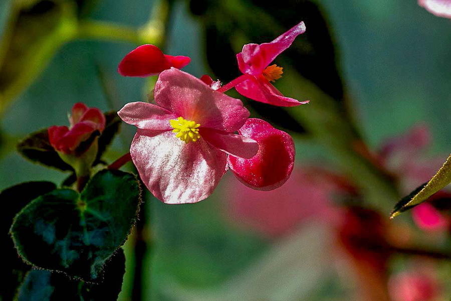 海棠怎么让它长侧芽,如何修剪海棠让花露出来