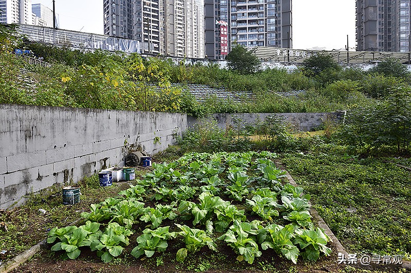 重庆力帆足球现状,重庆力帆足球场现状