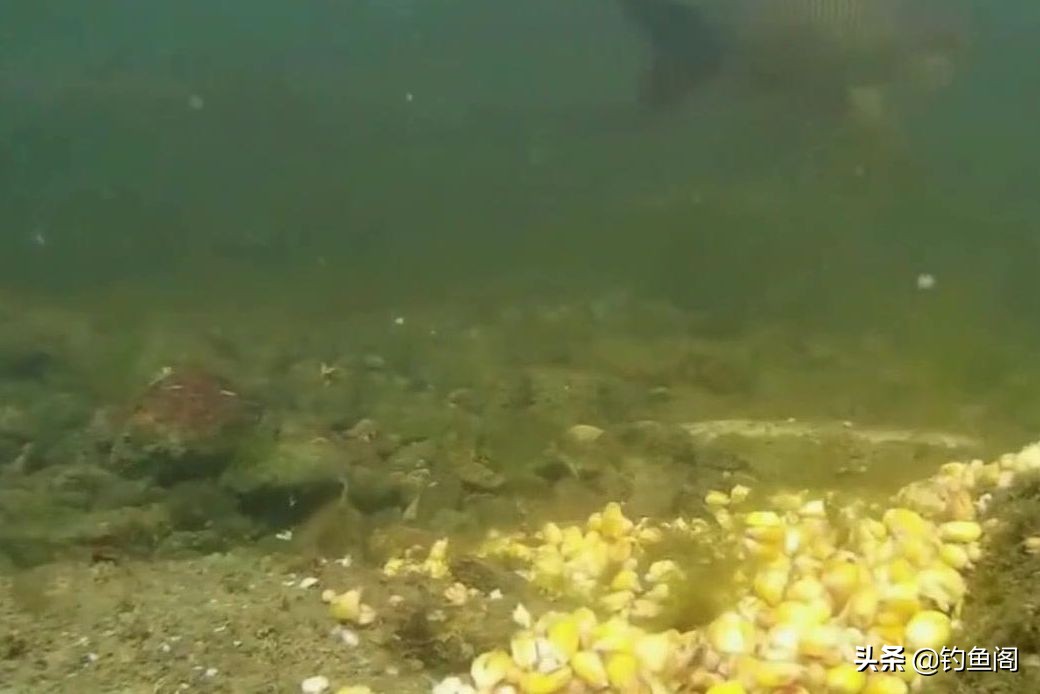 钓鱼鱼不吃鱼料怎么办,钓鱼用什么饵料鱼才肯吃钩