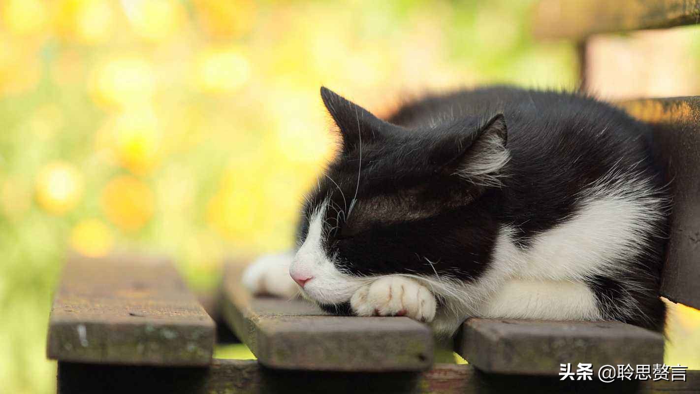 咏猫诗陆游,古代咏猫的诗