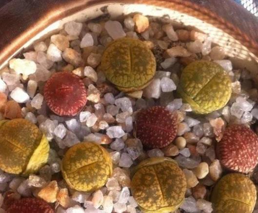 生石花怎么养得越来越大,生石花在室内怎么养