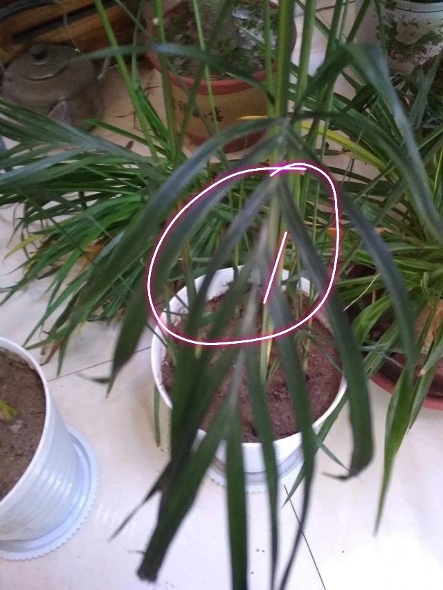 刚买的散尾葵叶子枯萎怎么办,散尾葵叶子冻了怎么办