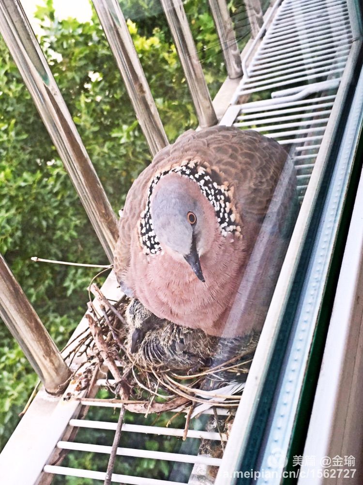 四只小鸟的故事视频,四只白鸟的故事