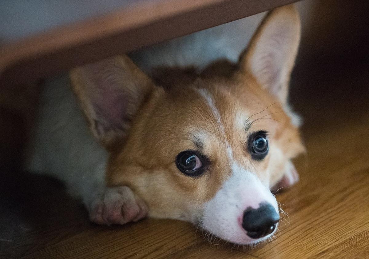 狗狗撞翻陶瓷,狗狗冲撞主人摔倒