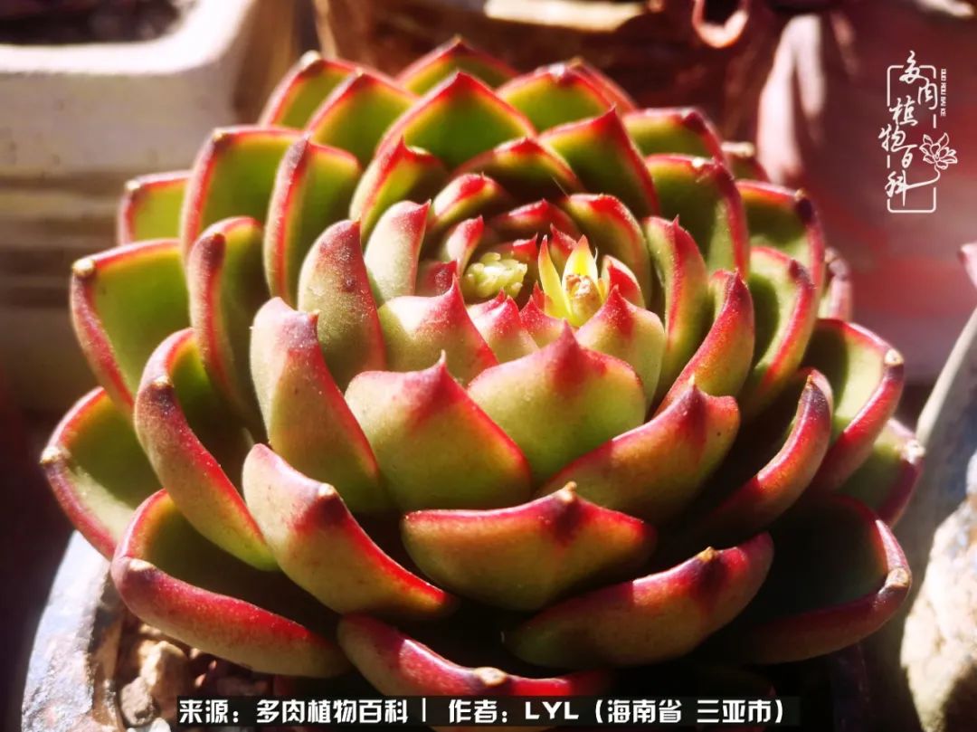 开挂区养多肉,非开挂区怎么把多肉养出状态