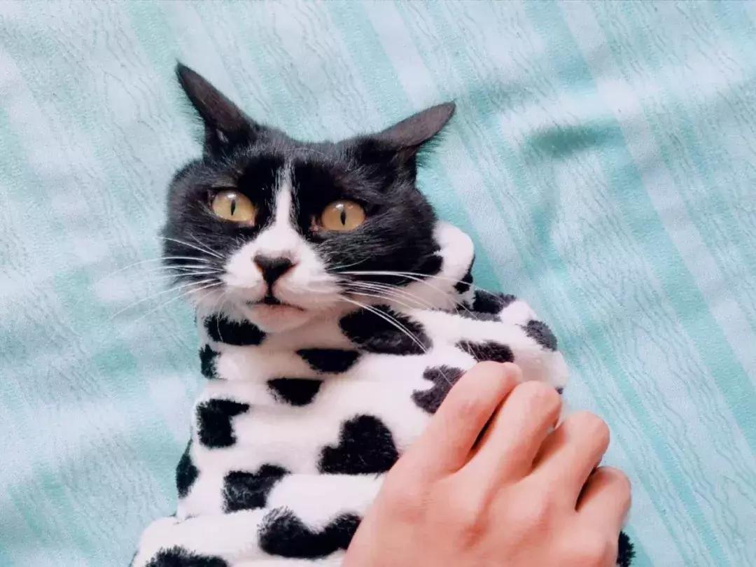 在办公室养猫是什么体验,不用牙膏只用牙刷给猫咪刷牙