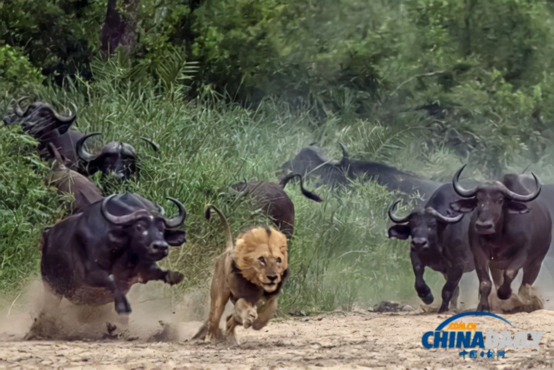 最激烈狮子打架,狮子被一群狮子群殴