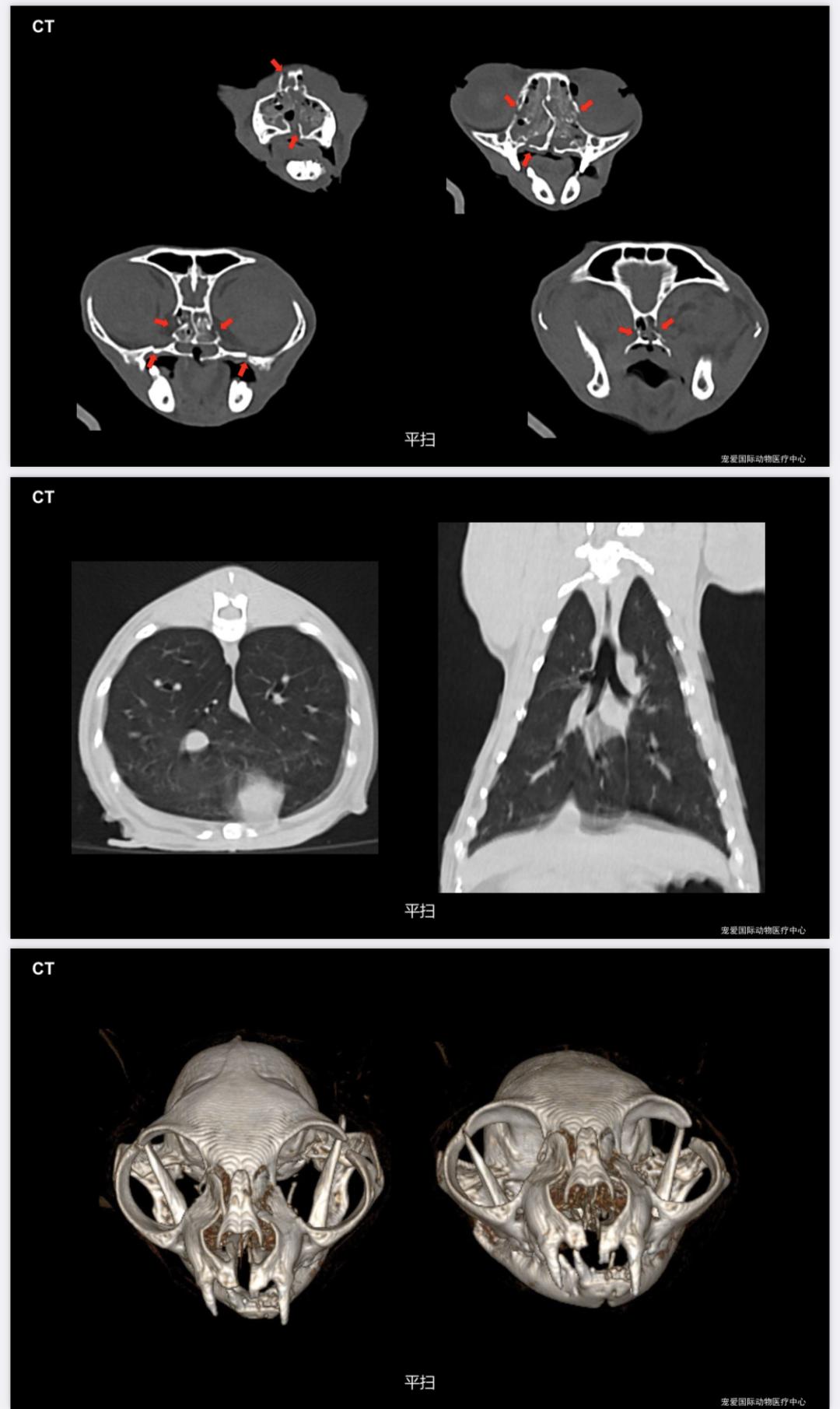 猫咪意外受到重伤怎么治疗,猫咪被车撞了怎么急救