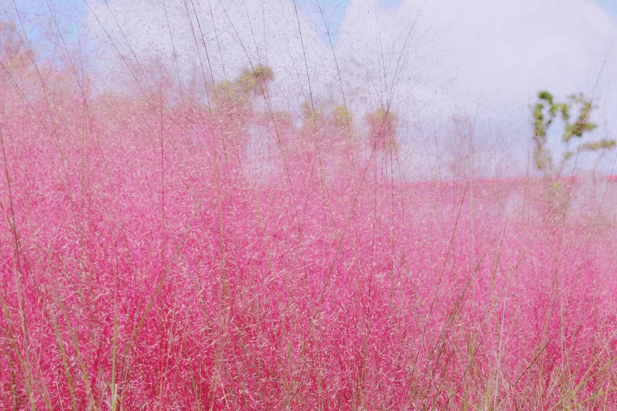 深圳花海景区推荐图片大全,深圳哪里有大片花海