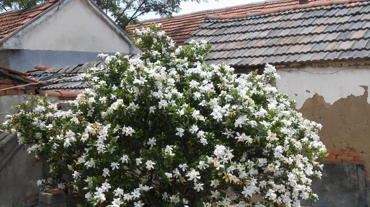 香味最浓的十种花,最香的十种花有哪些