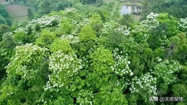 仁寿夏季旅游景区,2020仁寿旅游