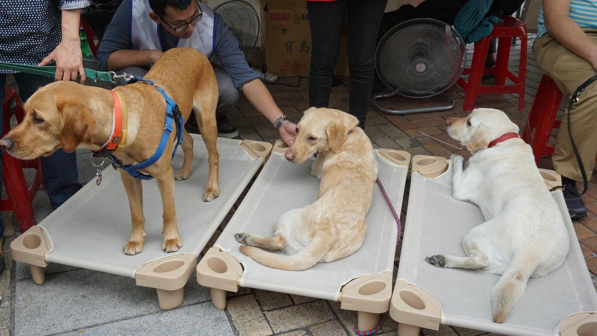 一只导盲犬要训练多久,导盲犬入住酒店被拒不带眼珠子