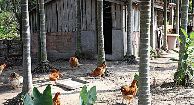 鸡过料怎么治疗好得快,鸡过料最快解决方法