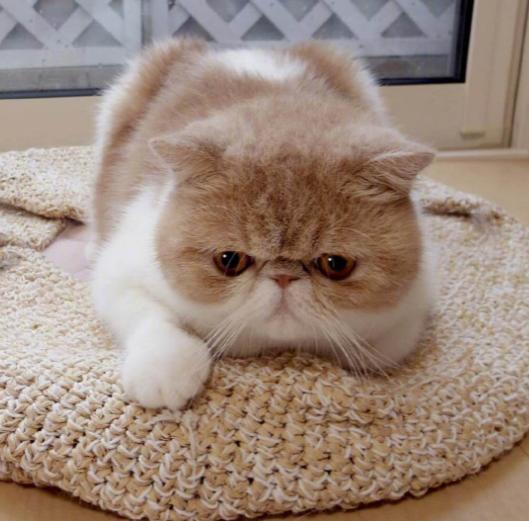 无毛猫是猫界中最贵的吗,最稀有的10种猫咪连土豪都买不起