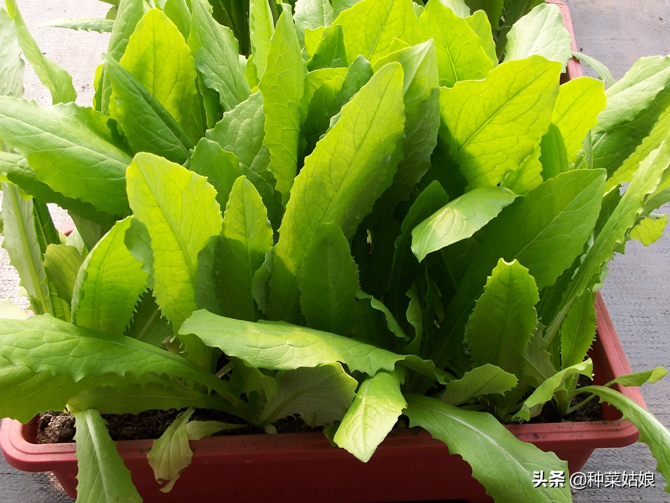 夏天阳台种植蔬菜排行榜前十名,阳台种植蔬菜的技巧和方法视频