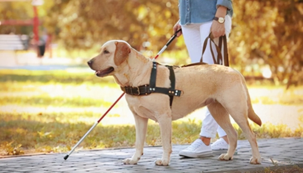 珠海长隆就导盲犬入住酒店遭拒,导盲犬入住酒店被拒长隆回复