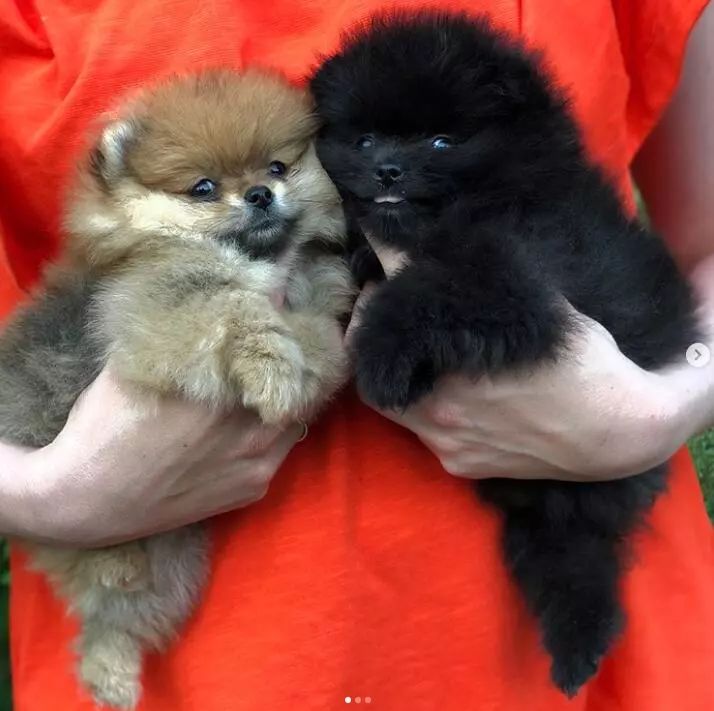 博美为什么看到别的狗就叫,博美狂叫怎么办