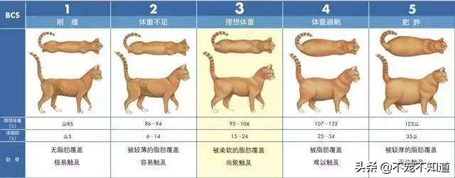 猫咪超过三天不吃东西——谨慎有疾病潜伏