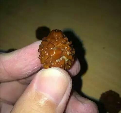 新金刚菩提有虫子怎么办,金刚菩提虫蛀