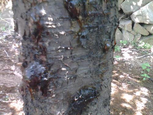 甜樱桃轮纹病,甜樱桃根腐是什么原因