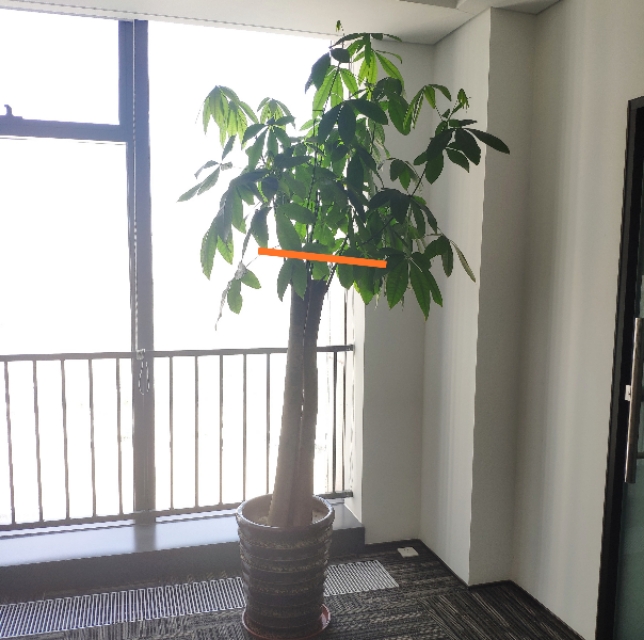 养的花老掉叶子，还越长越乱?老师傅的修剪方法，花越长越旺!