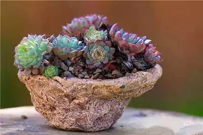 多肉大师手绘花盆,多肉顶级玩家