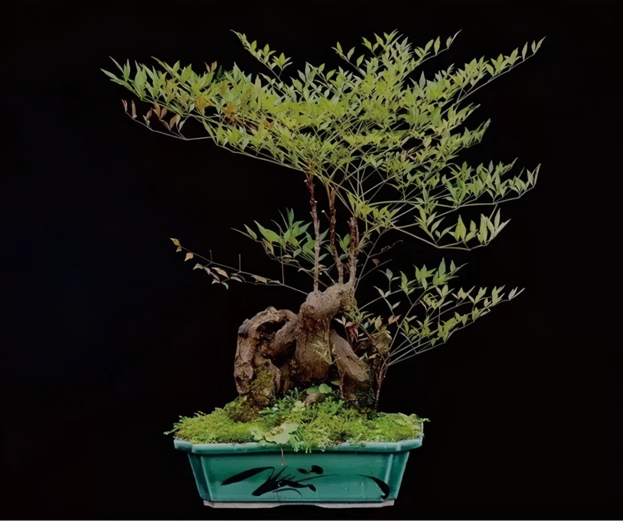 盆景素材十大排名 (什么盆景素材最好)