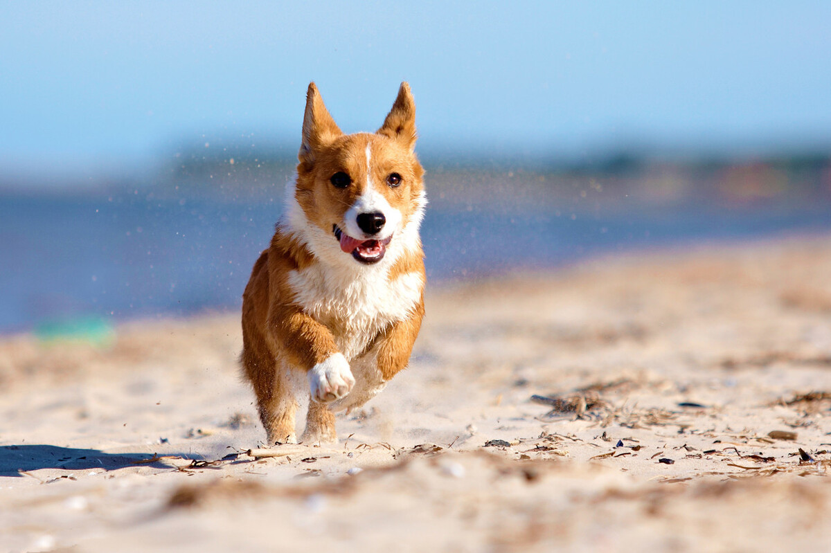 狗狗肾衰不爱喝水,狗狗总是不爱干净