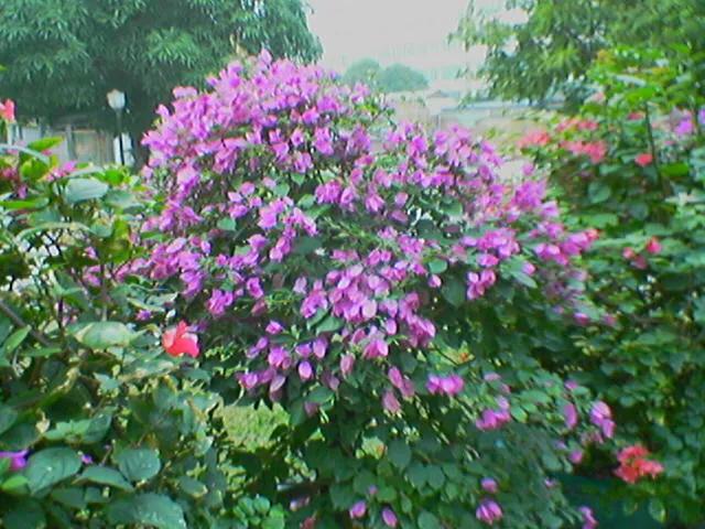 曾经特别火的拍照手机,那些年的拍照手机