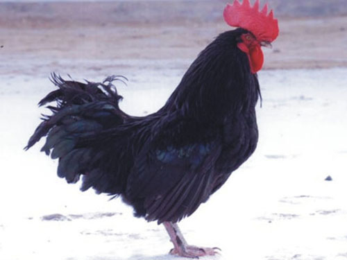 黑鸡养殖方法和技术视频,和田养黑鸡的技术和方法