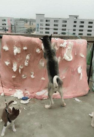 狗界什么狗好看,十种最不值得养的狗