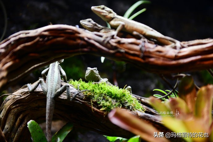 雨林缸可以养的蜥蜴,鱼缸改造封闭式雨林缸养蜥蜴