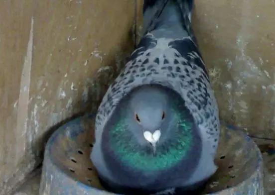 鸽子孵蛋要关注什么事项,鸽子产蛋后孵化期多少天