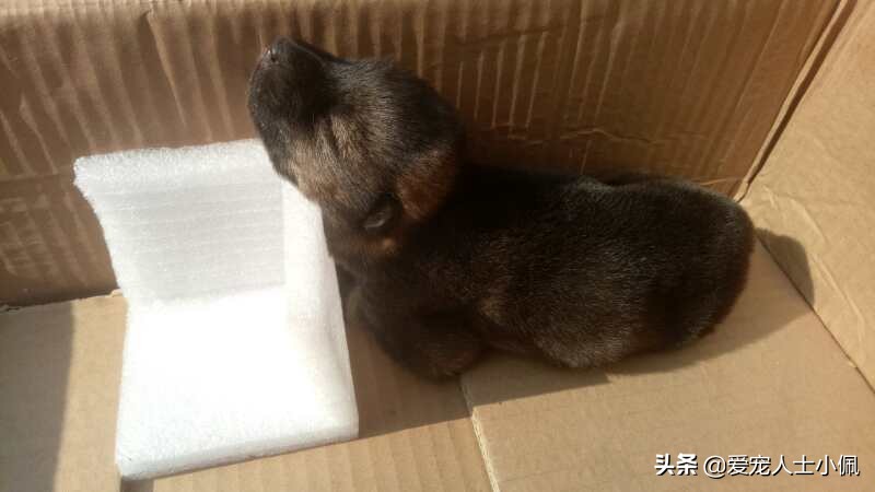 路边捡的小奶狗怎么确定有没有病,疫情期间刚满月的小奶狗