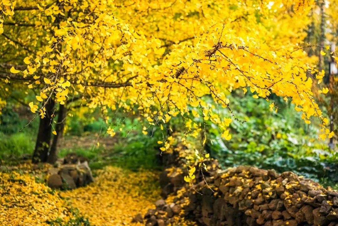 上海去腾冲有直飞的航班吗,北京直飞腾冲旅行攻略路线