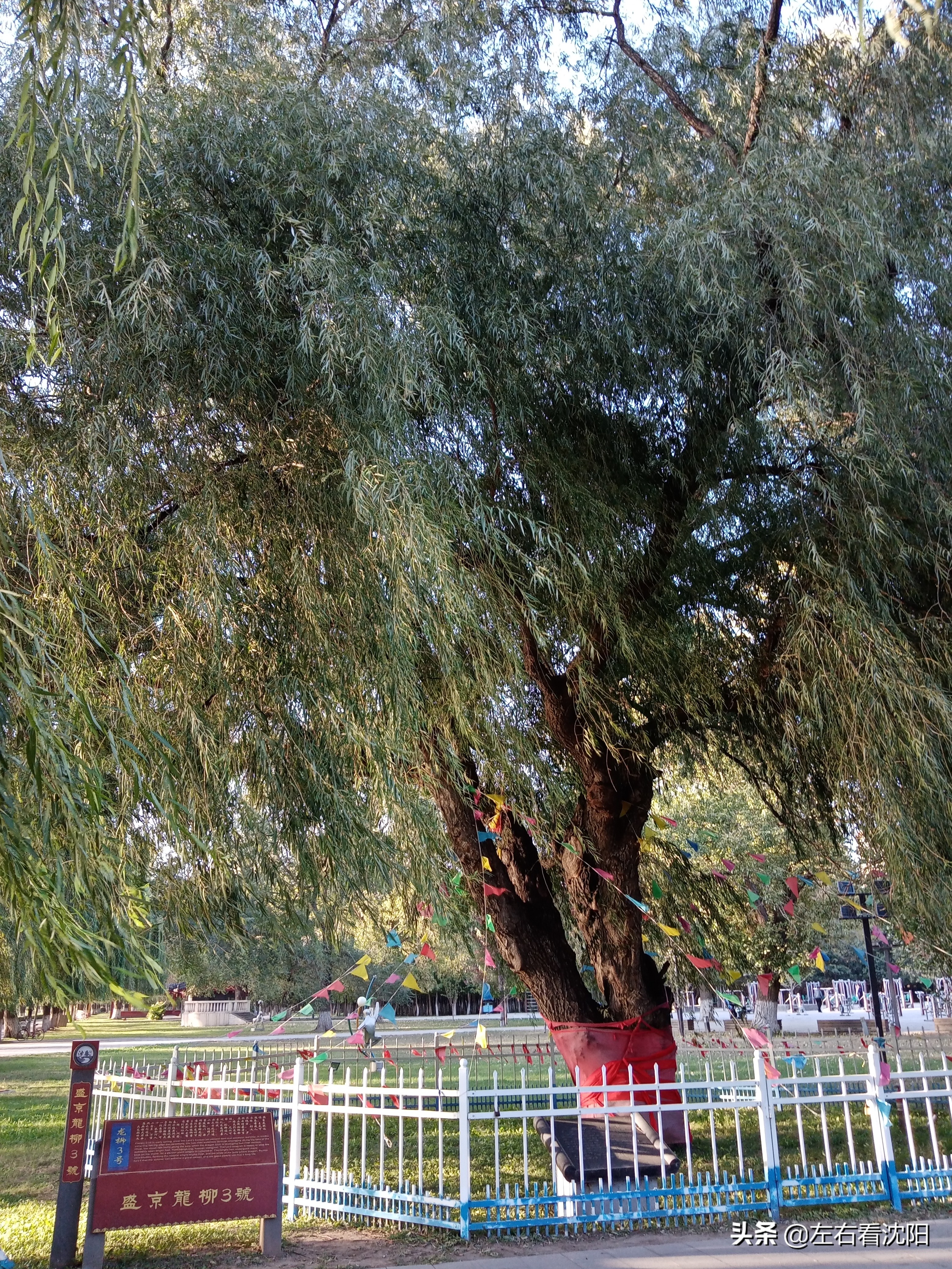 沈阳沈水湾公园看日出,沈阳浑河看海的地方