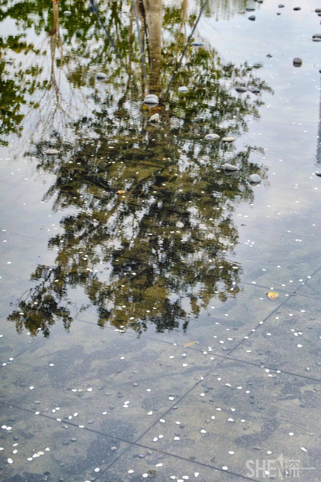 龙华新公园在哪里,深圳龙华区免费的公园