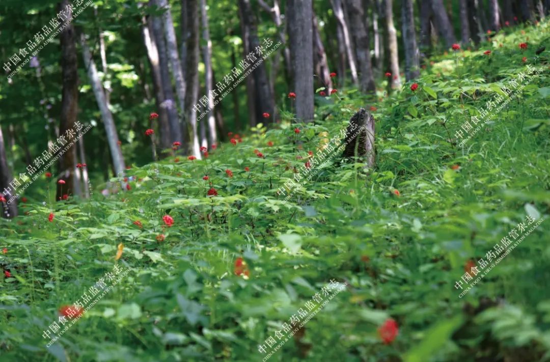 本草图谱人参,历代本草对人参的论述