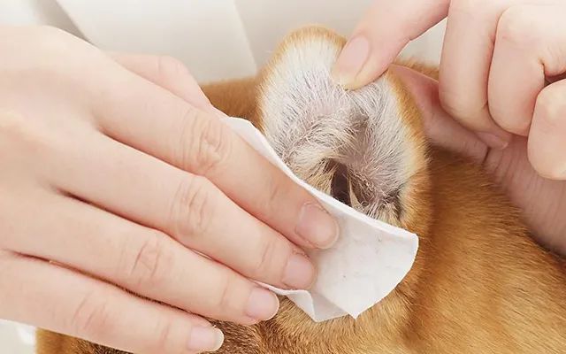 又一只狗被棉签掏聋：主人处理的方法，比耳螨更可怕