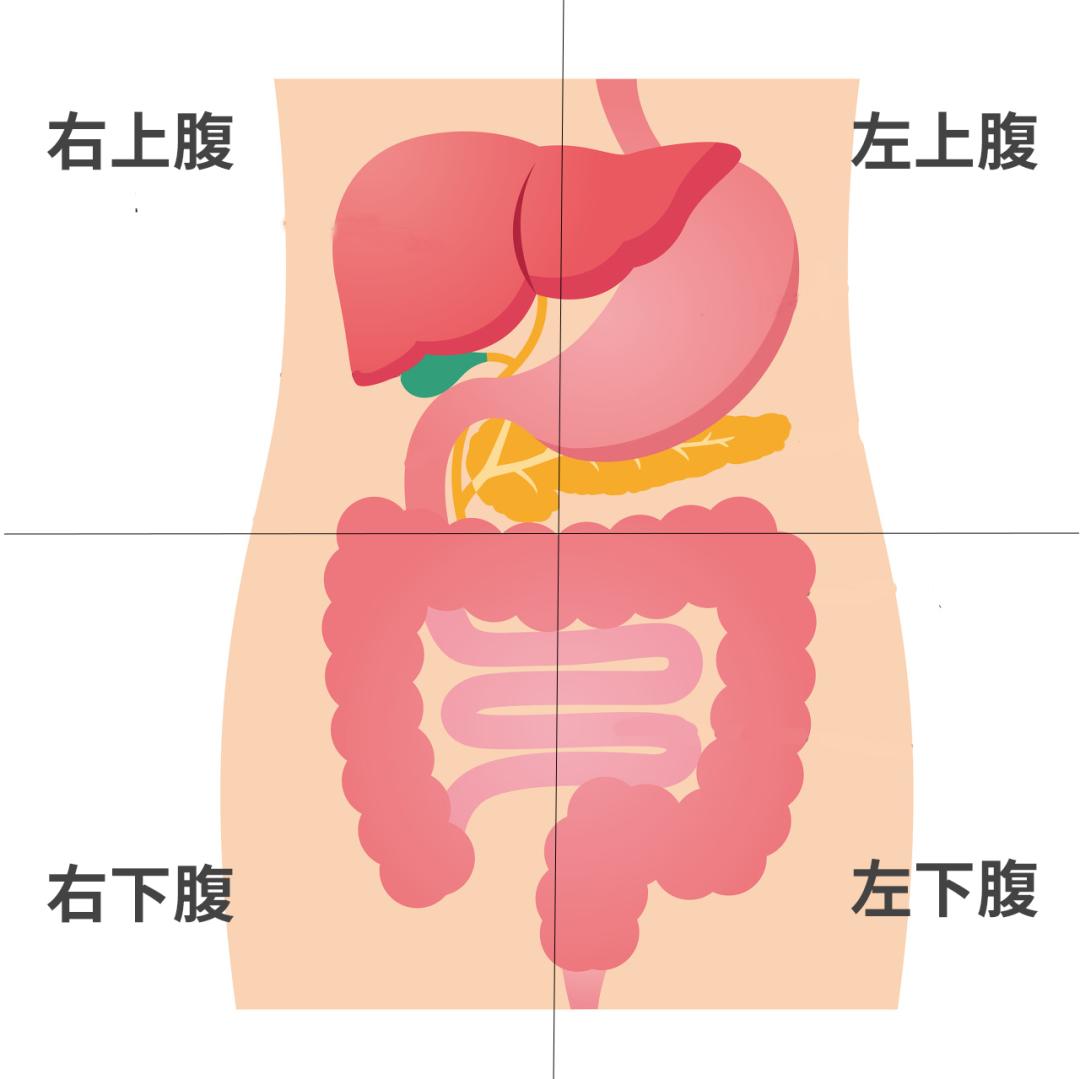 躺下摸到肚子里有个硬疙瘩,肚子摸起来硬硬的会有肿瘤