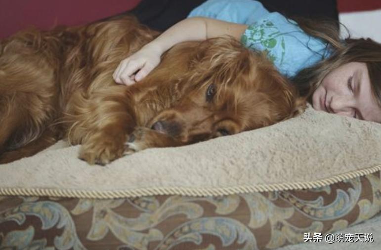 狗狗同床睡的危害,狗狗跟人一起睡对人有什么坏处