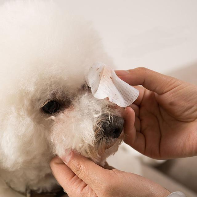 狗狗干眼症导致双眼失明能治好吗,狗狗干眼症是不是泪液堵塞了