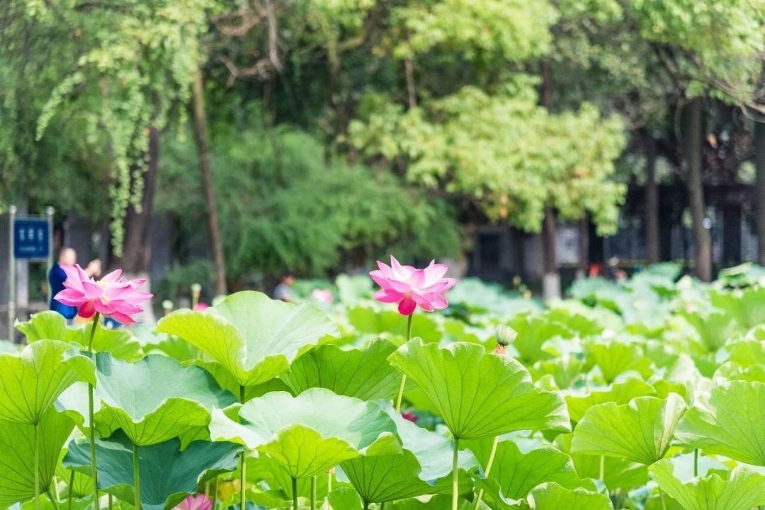 成都打卡的建筑 (成都网红建筑打卡)