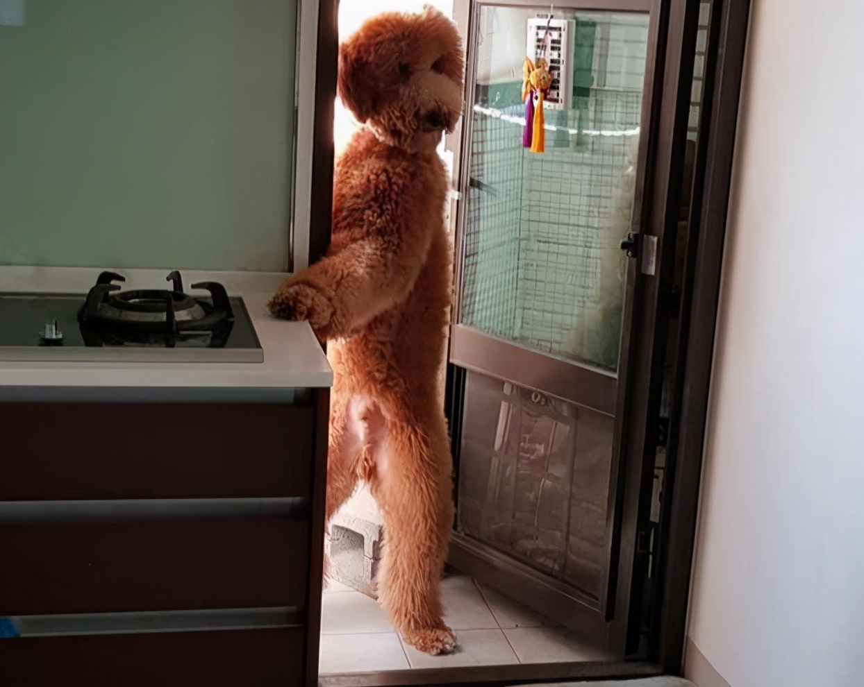 巨型贵宾犬的优缺点分析图片,巨型贵宾犬和巨型泰迪哪个好养活