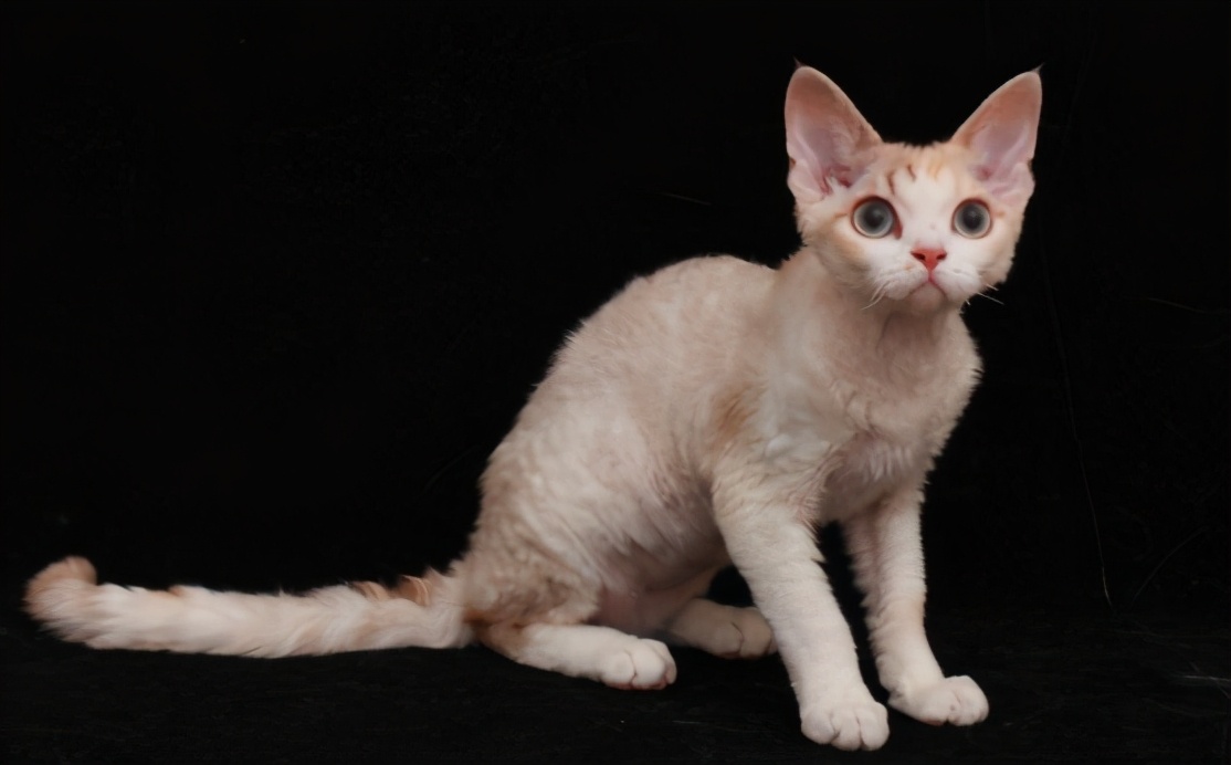 适合小孩子养的猫,你适合养什么猫测评