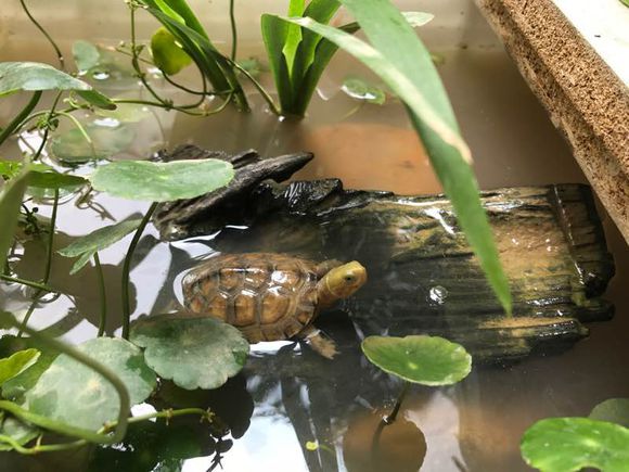 关于泥水养龟,掌握正确养龟方法