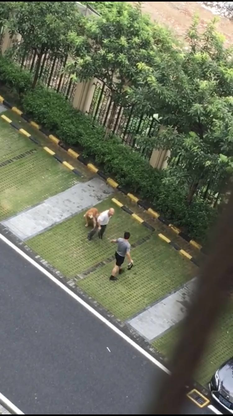 佛山男子打死金毛犬事件金毛犬狗主：父母均住院对方从未道歉